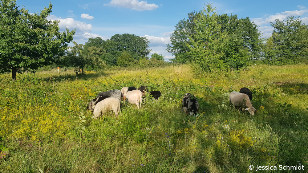 Beweidung SOW Katzwang JessicaSchmidt 1